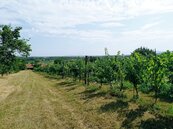 Pozemek k výstavbě vinného sklepa s nástavbou a plně plodící vinicí v Drnholci, cena 586300 CZK / objekt, nabízí 